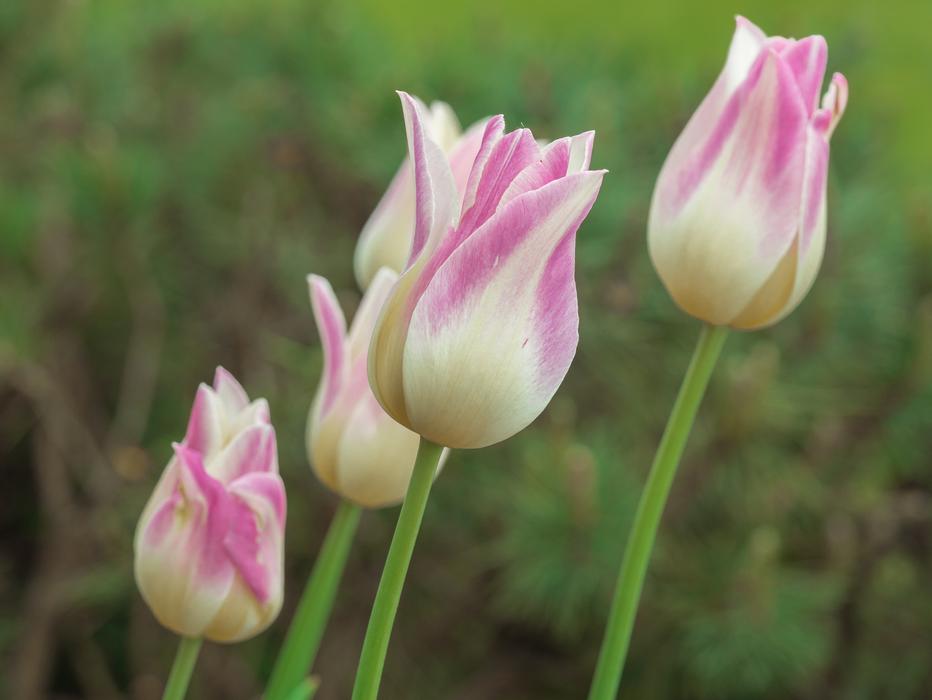 Flower Tulip