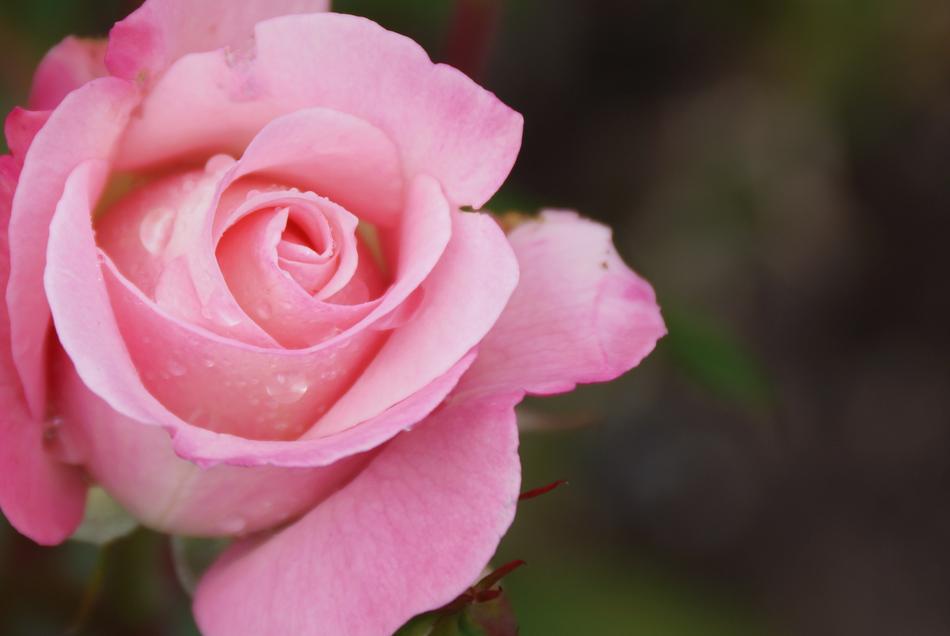 Flower Rose Petal