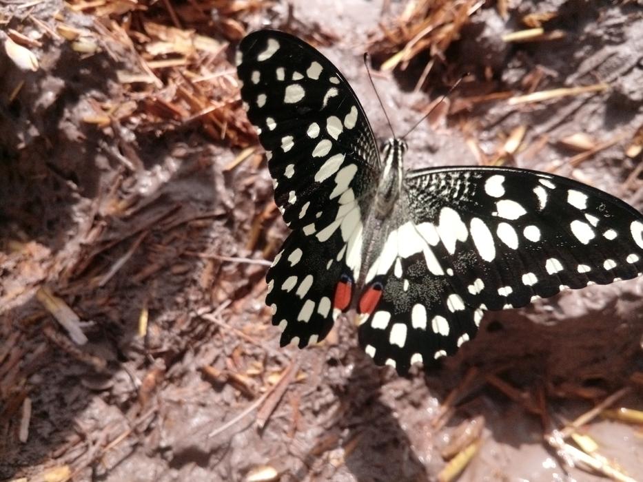 the butterfly is big and beautiful near the ground