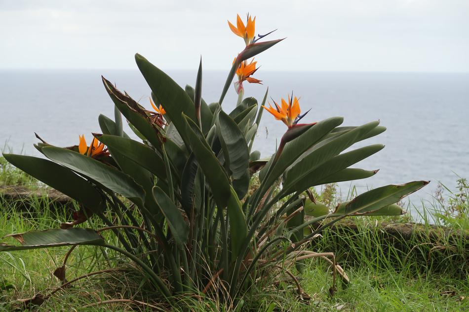 Madeira Nature Flora