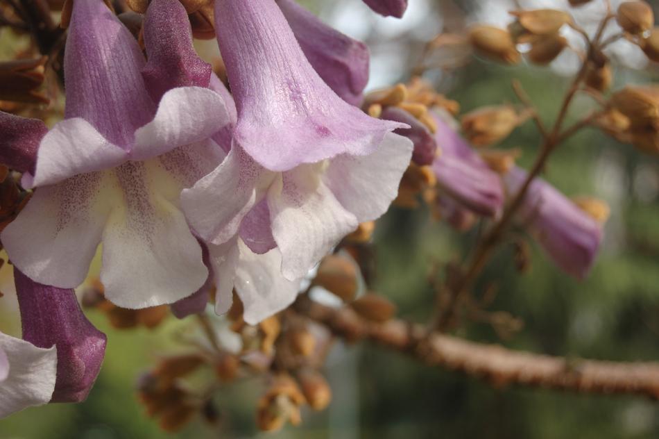 Flower Nature Garden The Tree Of
