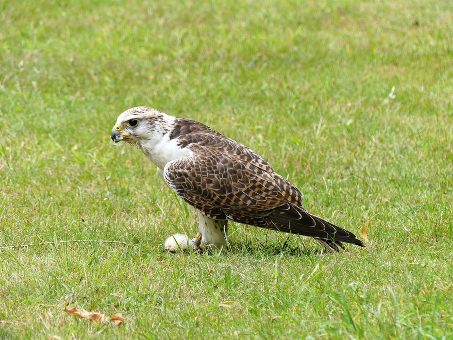 Falcon Falconry Predator