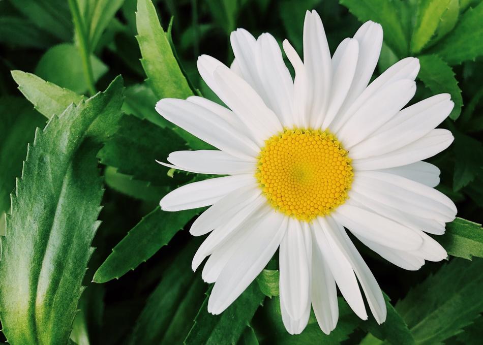 Flower White Daisy