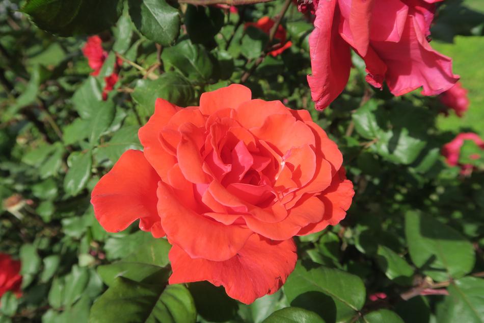 Orange Roses Flower Plant