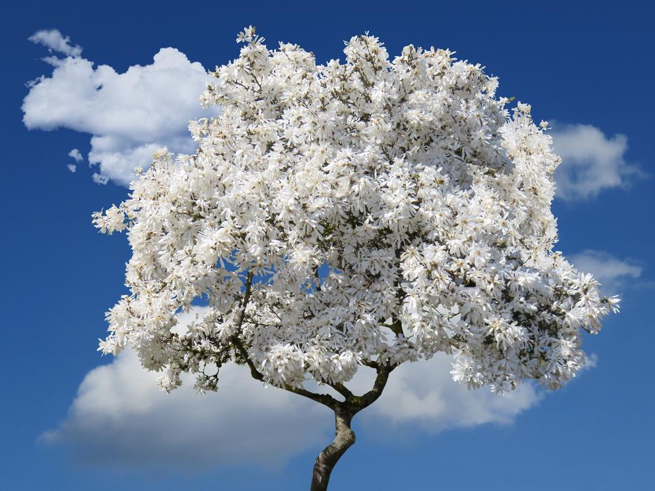 white flowers on a tree landscape