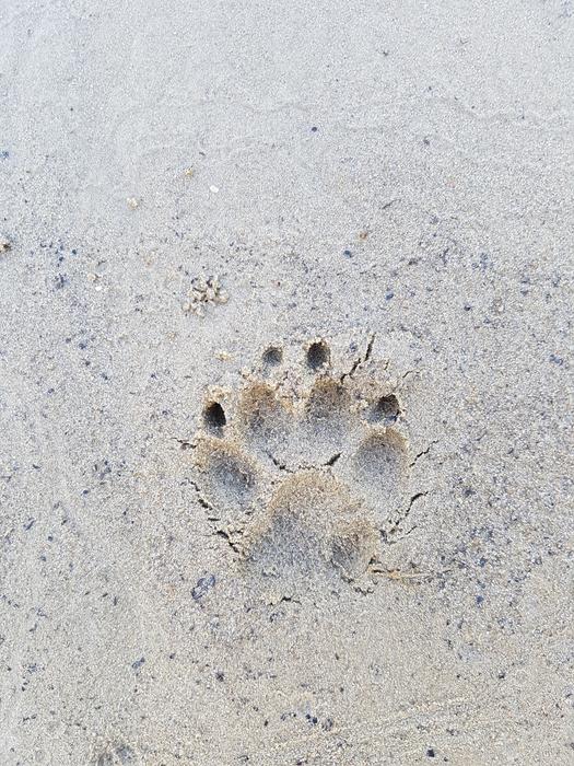 Sand Background Beach