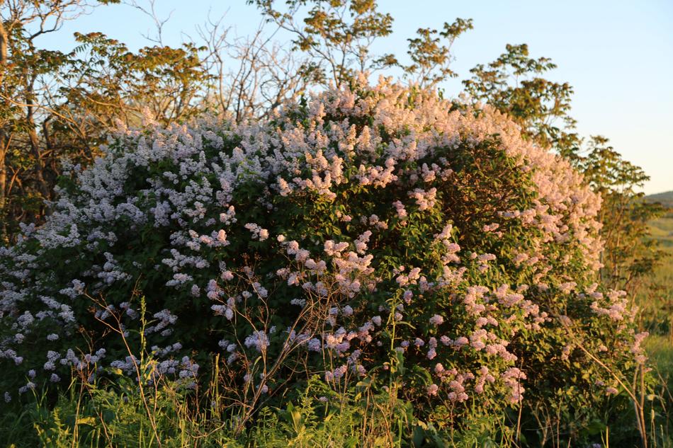 Tree Flower Nature