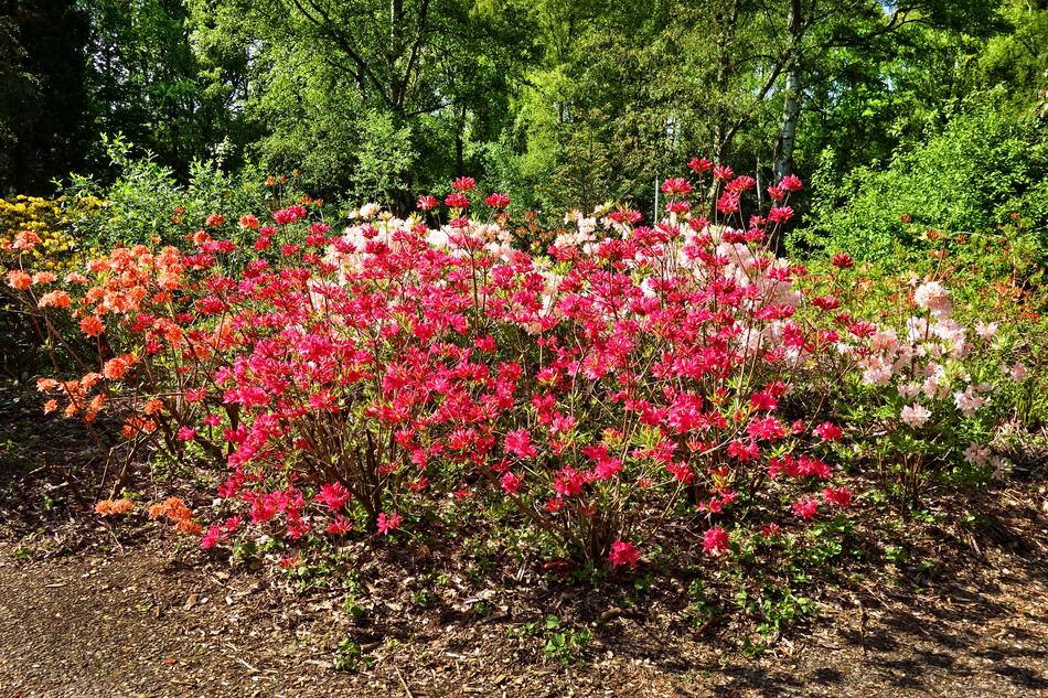 Azalea Flower Shrub