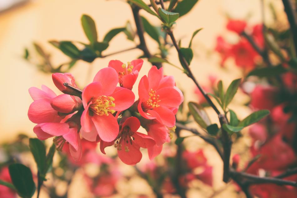 Flowers Shrub macro blur