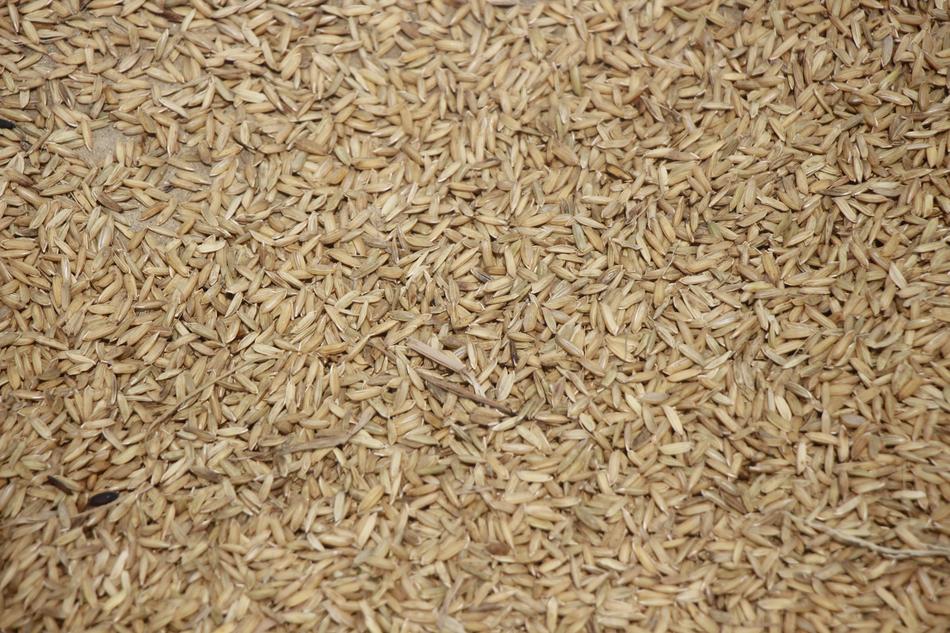 dry seeds harvest