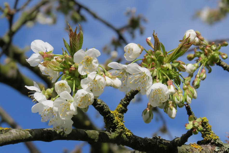 Blossom Bloom Bud