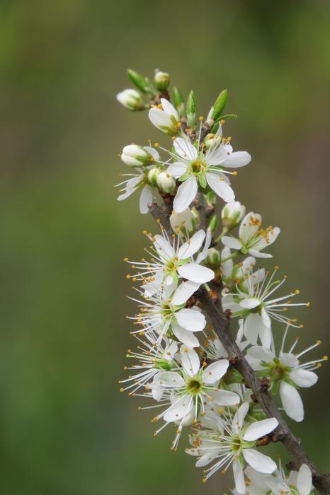 Blossom Bloom Bud