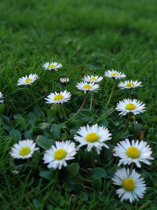 Grass Flora Nature