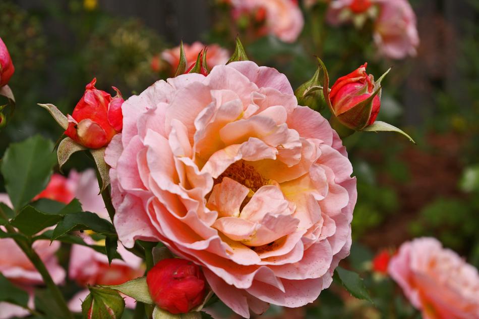 Roses Garden Flowers