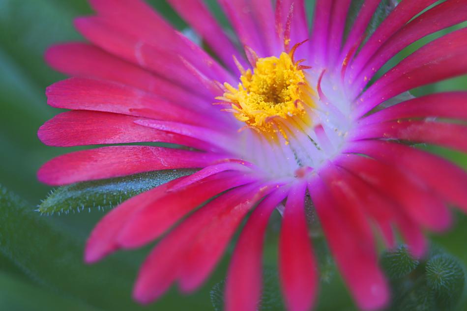 Nature Plant Flower No