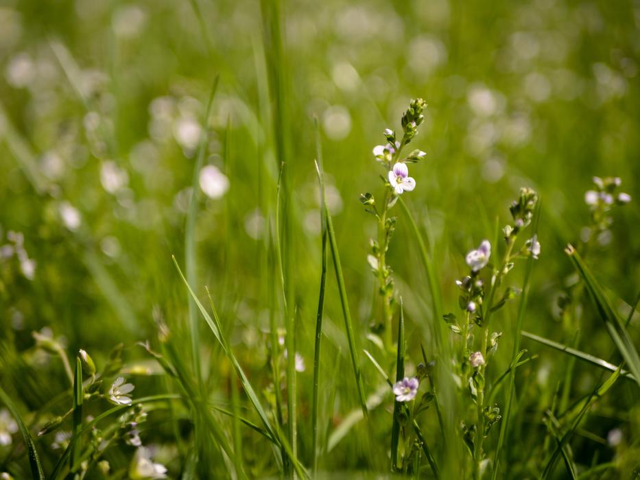 Grass Nature Meadow