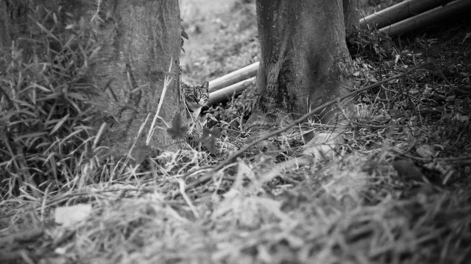 Nature Wood Outdoor