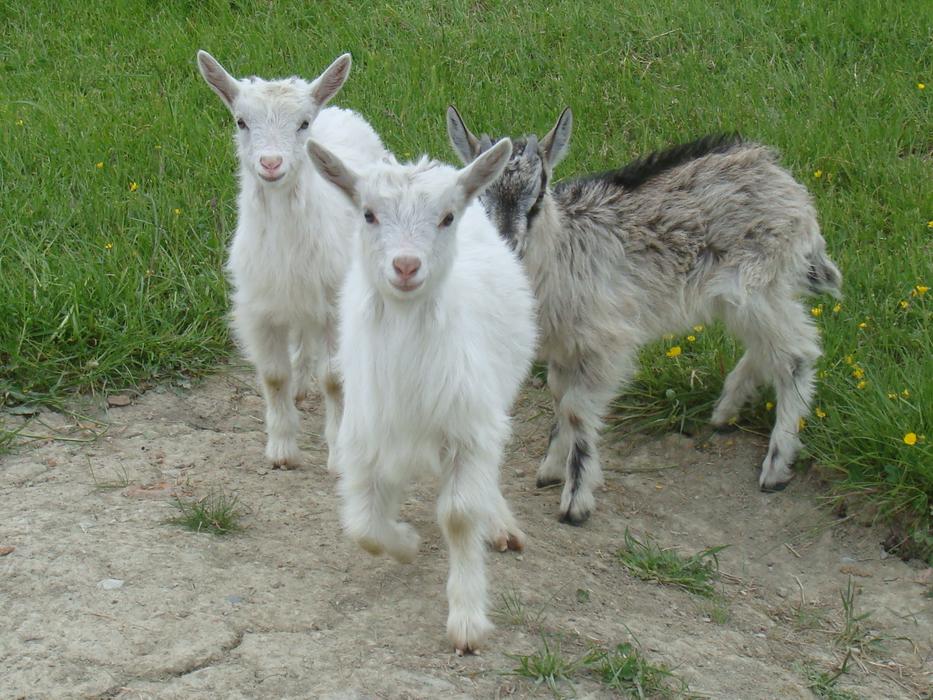 baby goats in the yard