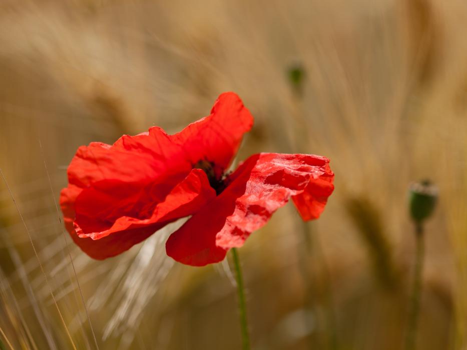 a lonely flower bud