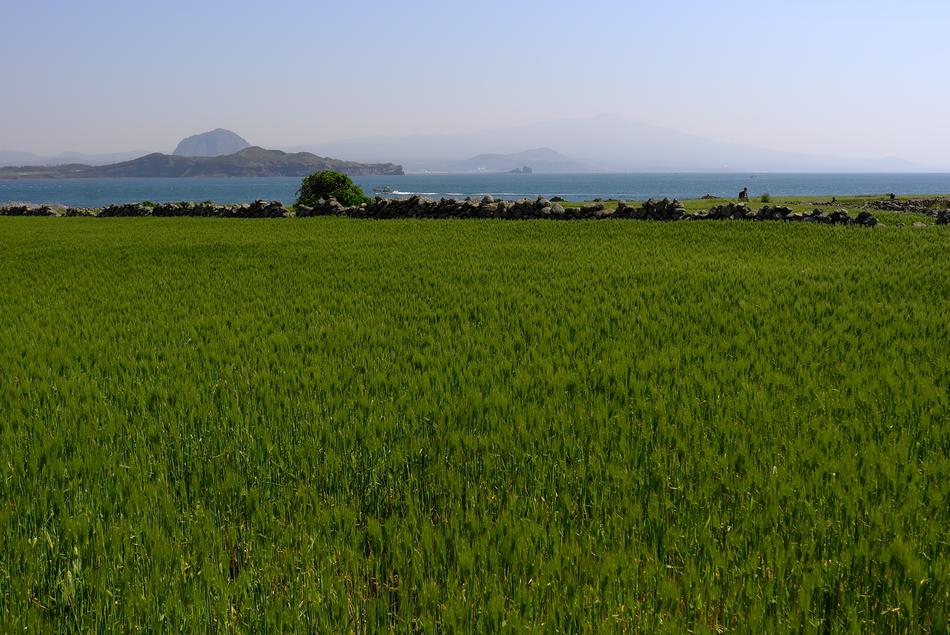 green grass in the field landscape view