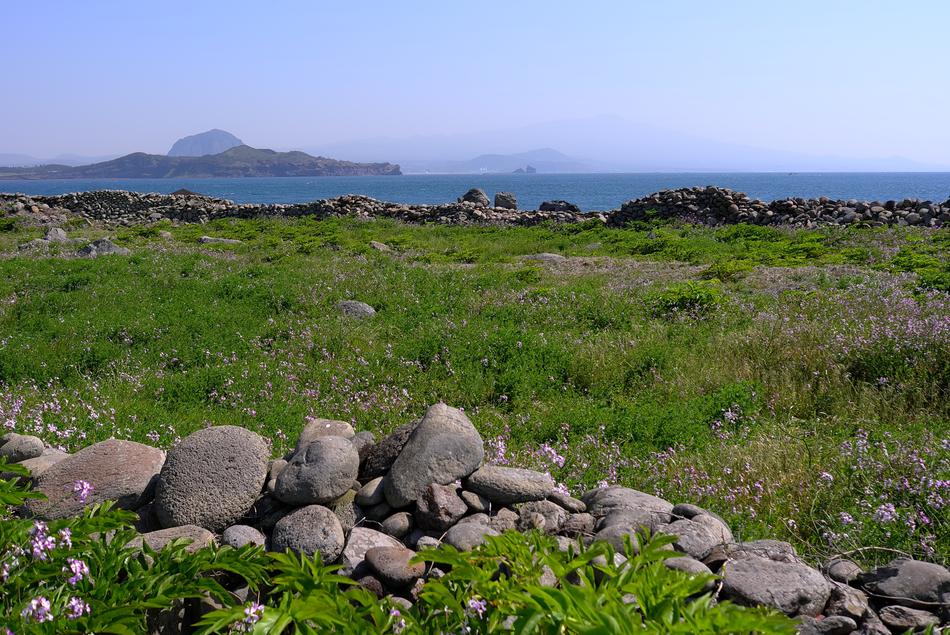 stone fence in a green field
