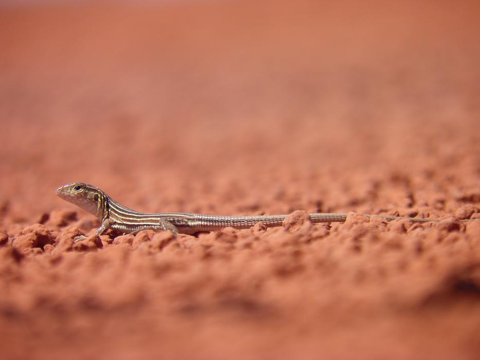 Lizard Reptile Nature