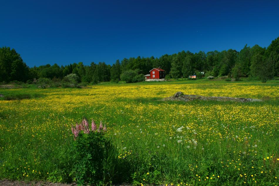 green field in yellow colors