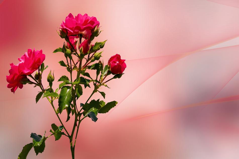 Flowers Rose Blossom