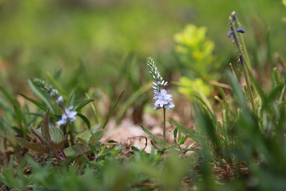 green wild grass with small flowers