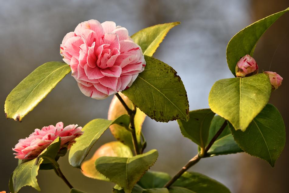 gorgeous roses in green leaves landscape