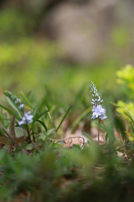 Nature Plants Flowers