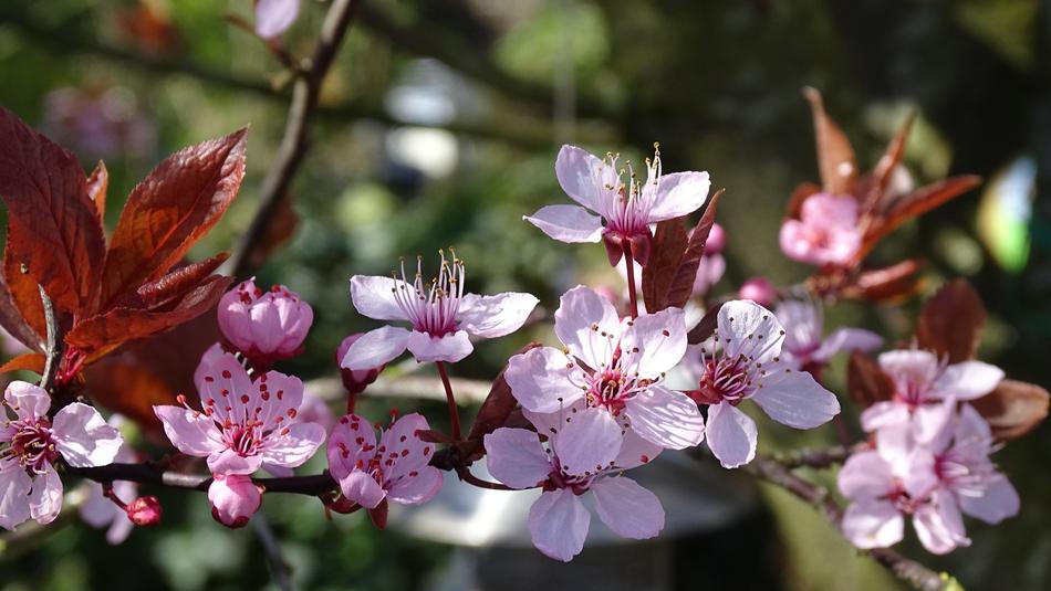 Nature Plant Garden