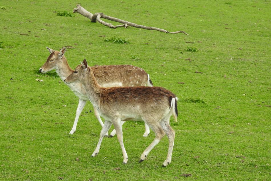 Lawn Animals Mammals