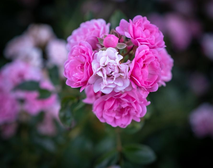 Flowers Bloom Pink