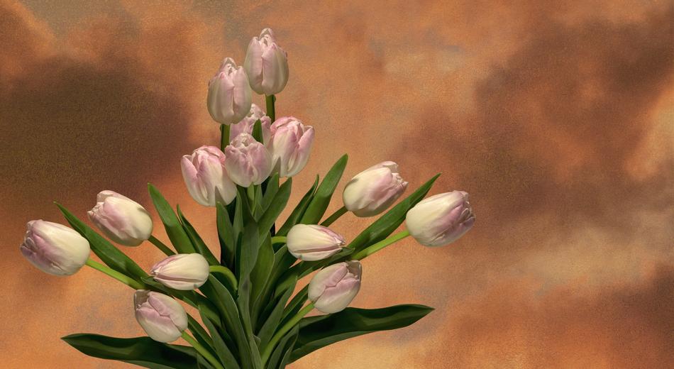 Tulip Flower Nature