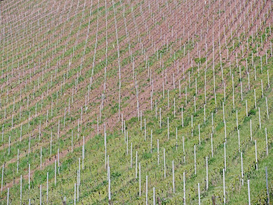 Background Pattern Vineyard