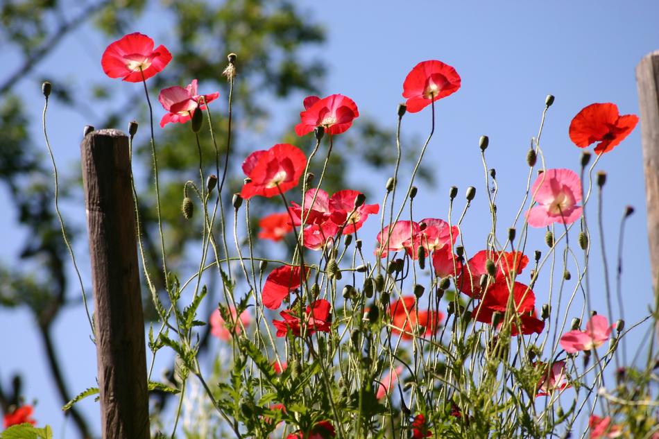 Poppy Flower Nature
