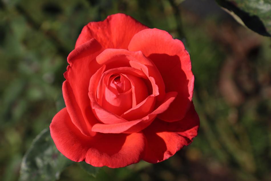 Red Rose Flower