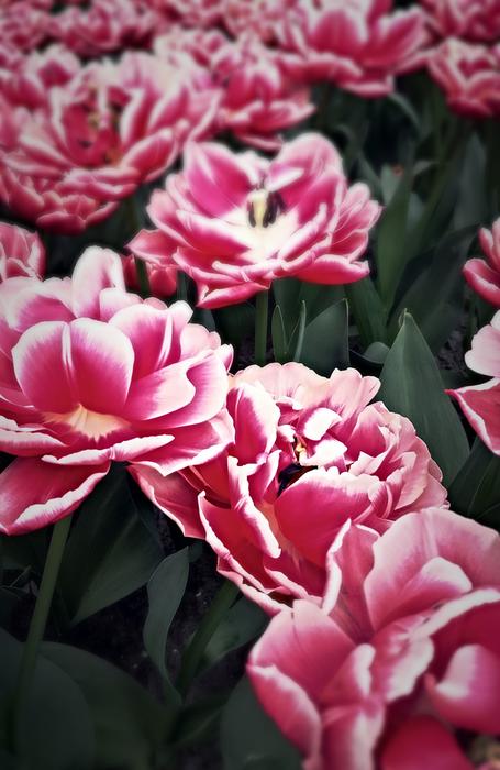 Plant Flower Nature