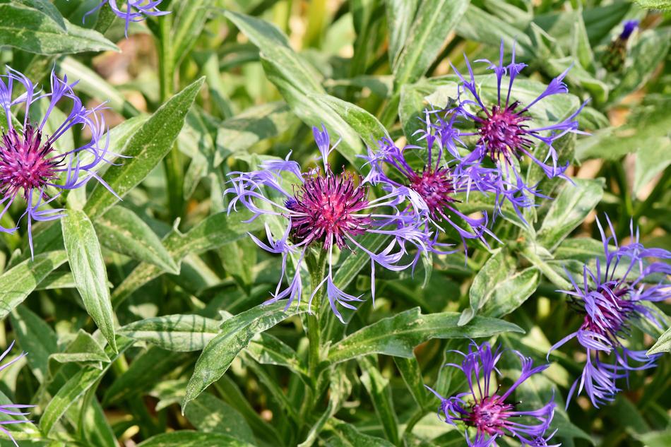 Alpine Cornflower Centaurea