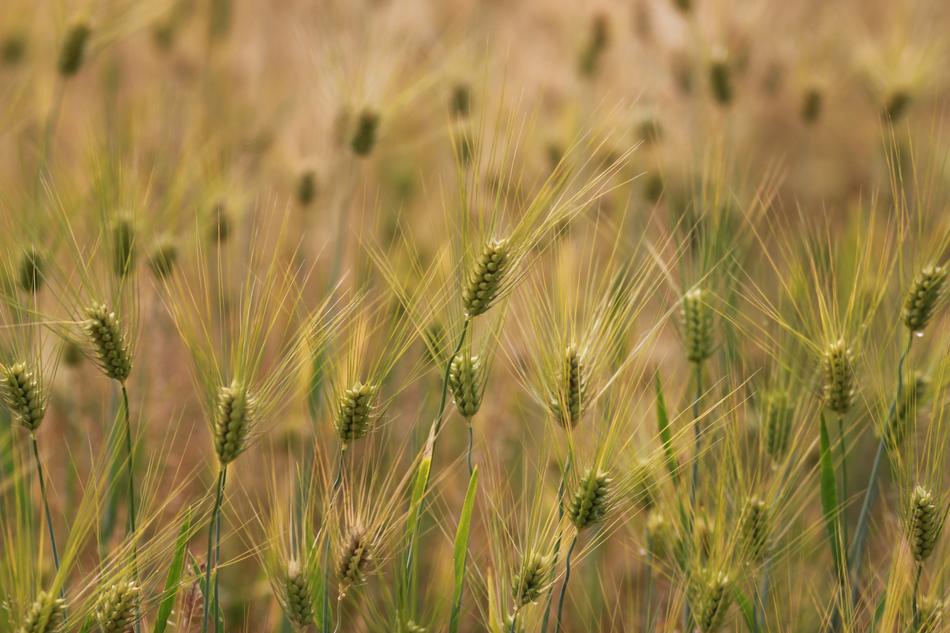 Wheat S Rural Areas