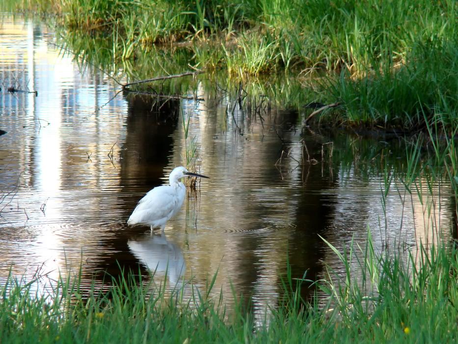 Water Nature Lake