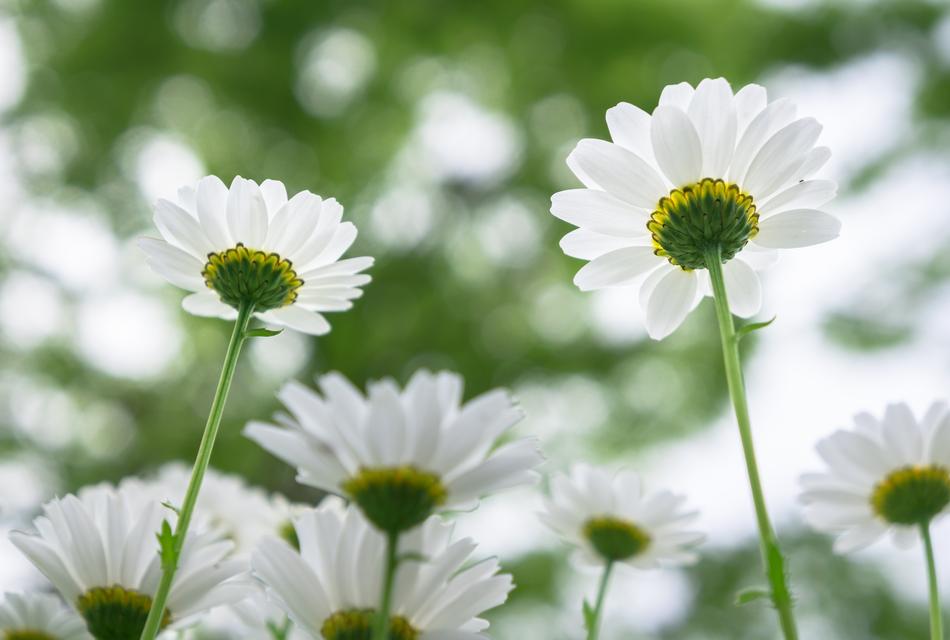 Nature Flowers Plants