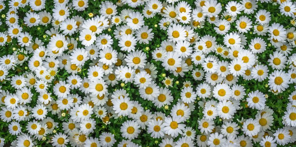 Flowers Plants Nature