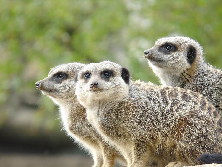 Wildlife Nature Cute