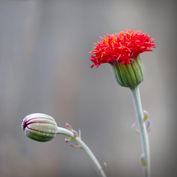 Flower Nature Plant