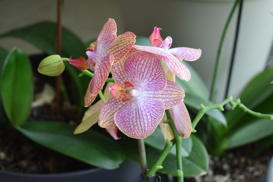 potted orchids
