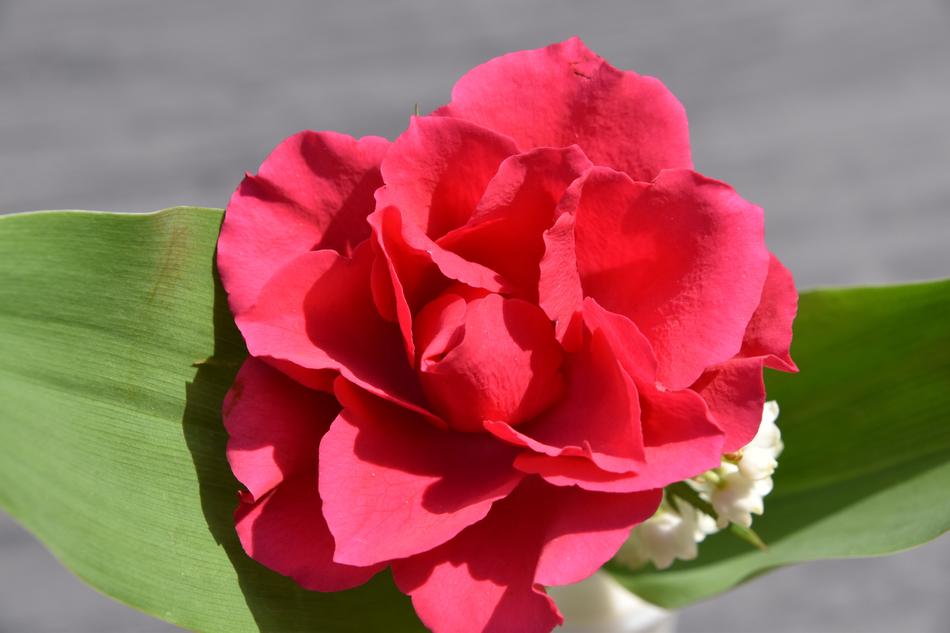 the red rose is unusual