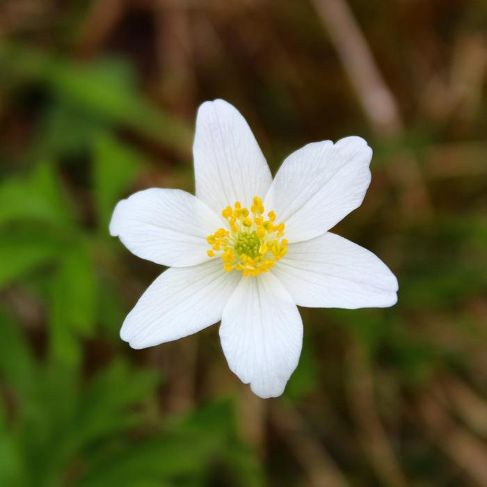 Flower Nature Plant
