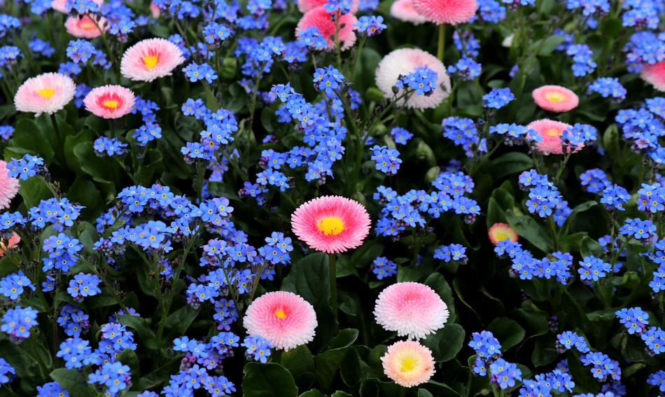 blue flowers with pink